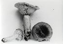 Thumbnail image of current specimen