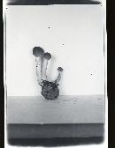 Elaphocordyceps capitata image