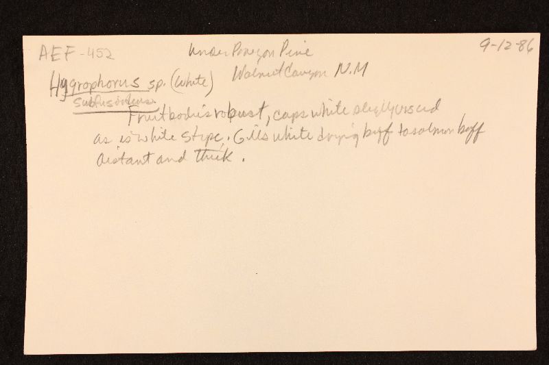 Hygrophorus subfusoideus image