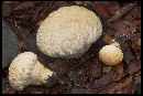 Calvatia craniiformis image