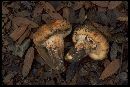 Armillaria zelleri image