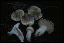 Hygrophorus purpurascens image