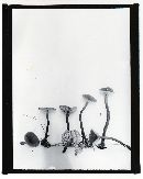 Thumbnail image of current specimen