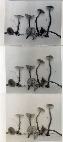 Thumbnail image of current specimen