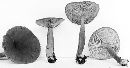 Lactarius occidentalis image