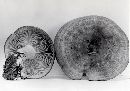 Lactarius olympianus image
