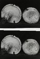 Lactarius subvillosus image