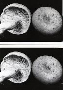 Lactarius trivialis image