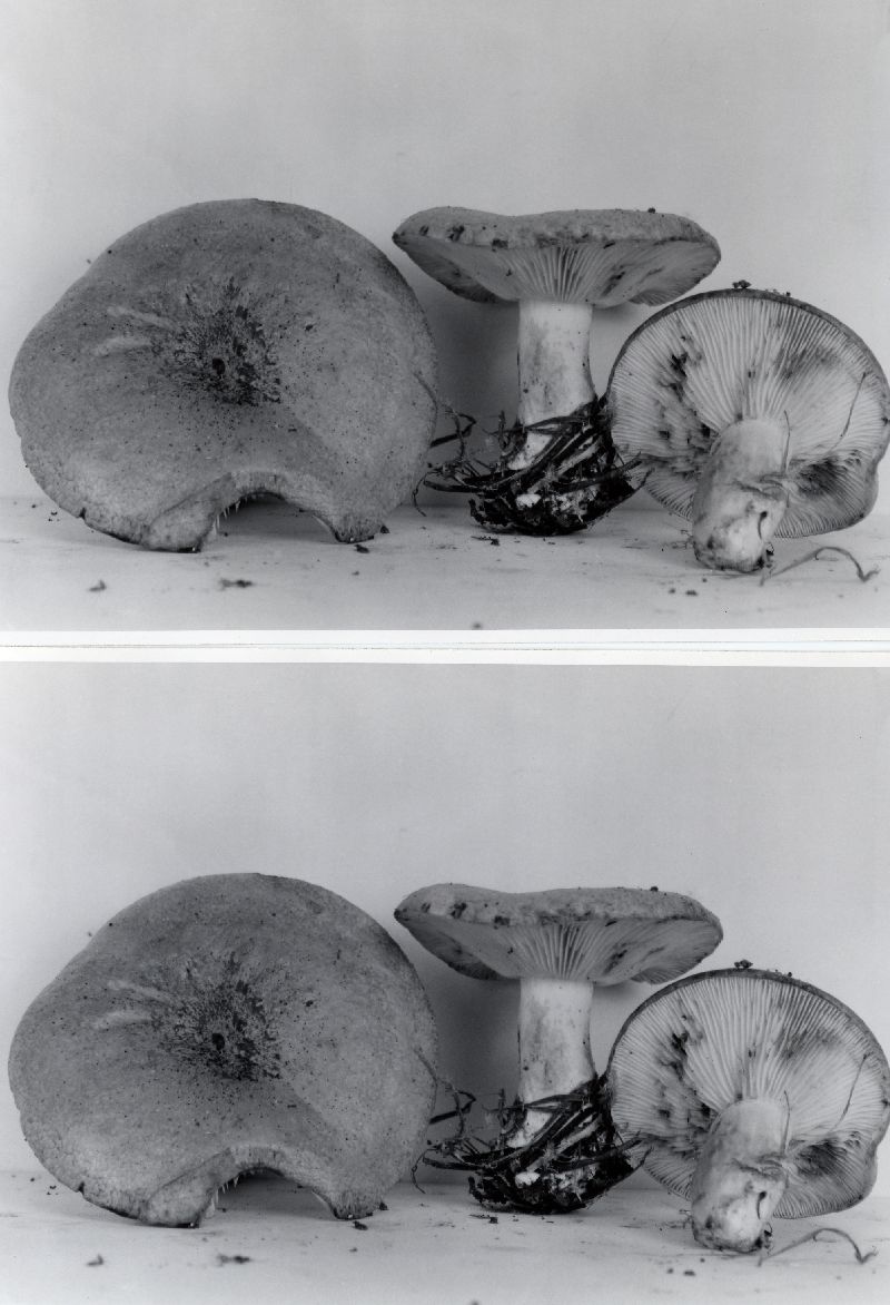 Lactarius montanus image