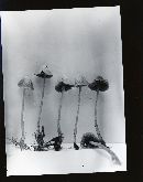 Galerina semilanceata image
