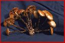 Media resource of Pholiota angustipes