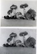 Pholiota decorata image