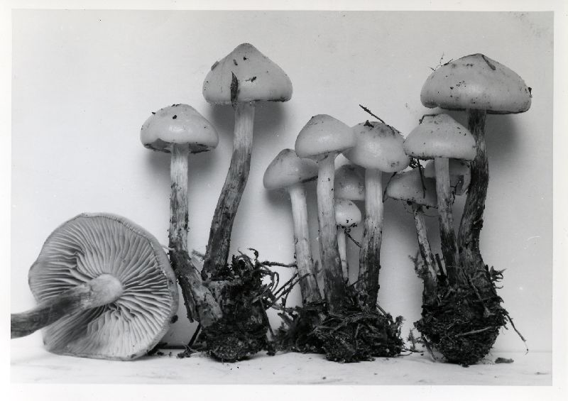 Pholiota malicola image