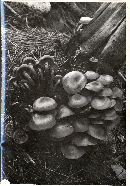 Kuehneromyces mutabilis image
