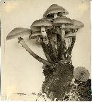 Kuehneromyces mutabilis image