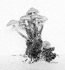 Kuehneromyces mutabilis image