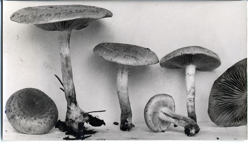 Pholiota occidentalis image