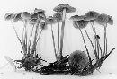Mycena aurantiomarginata image