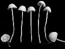 Hemimycena delectabilis image