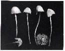 Hemimycena delectabilis image