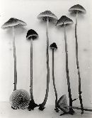 Mycena aurantiomarginata image