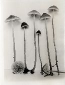Mycena aurantiomarginata image
