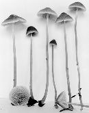 Mycena aurantiomarginata image