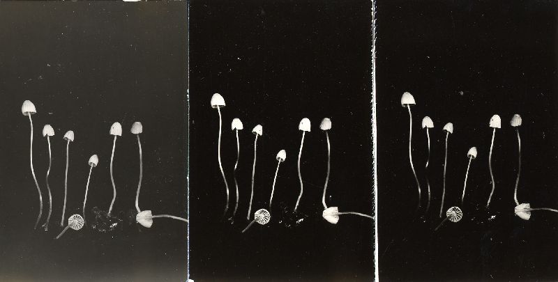 Mycena minutissima image