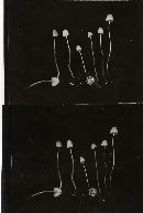 Mycena minutissima image