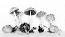 Mycena occidentalis image