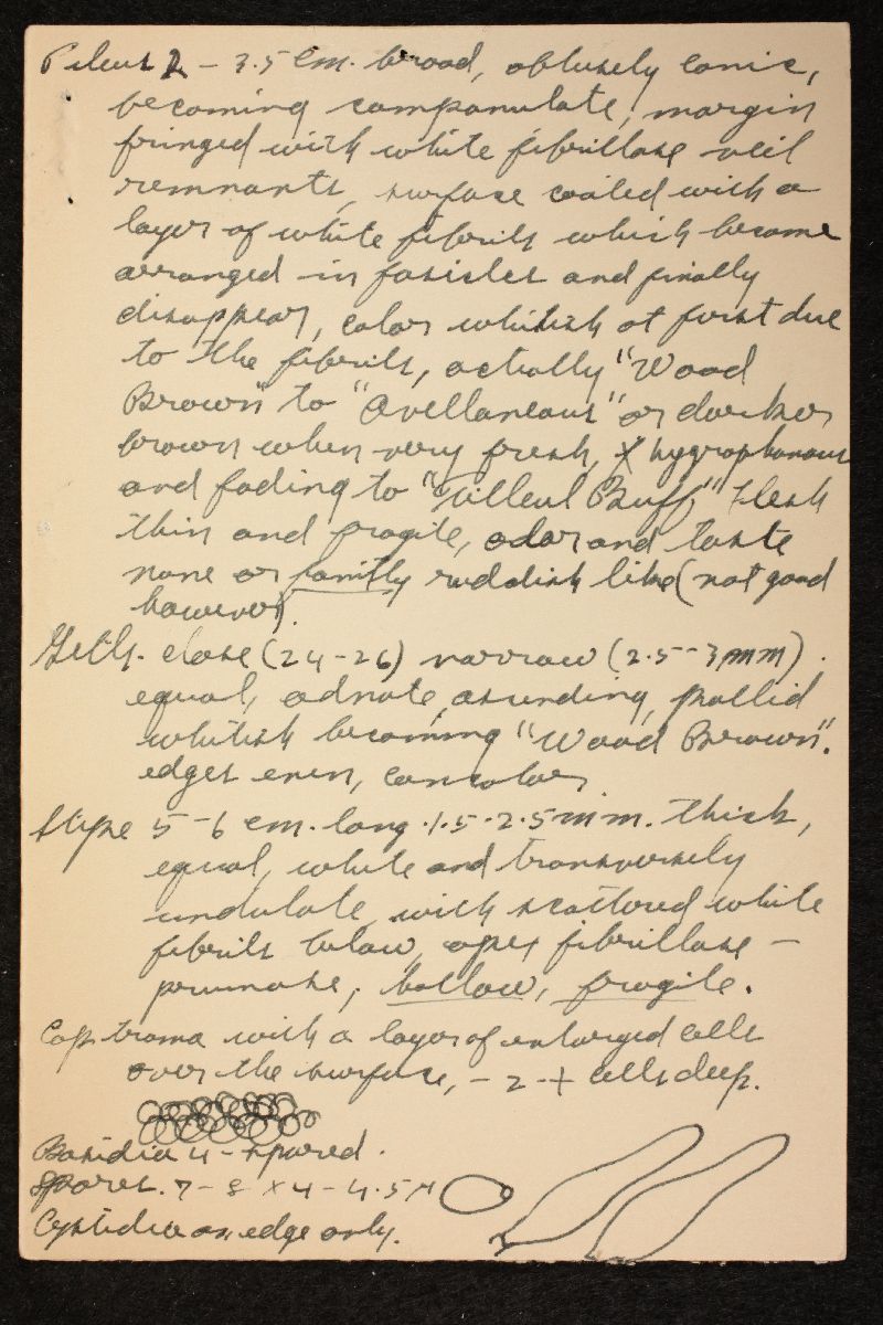 Coprinopsis canoceps image