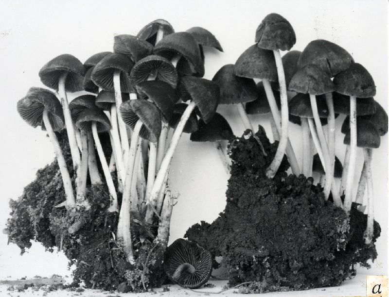 Psathyrella circellatipes image