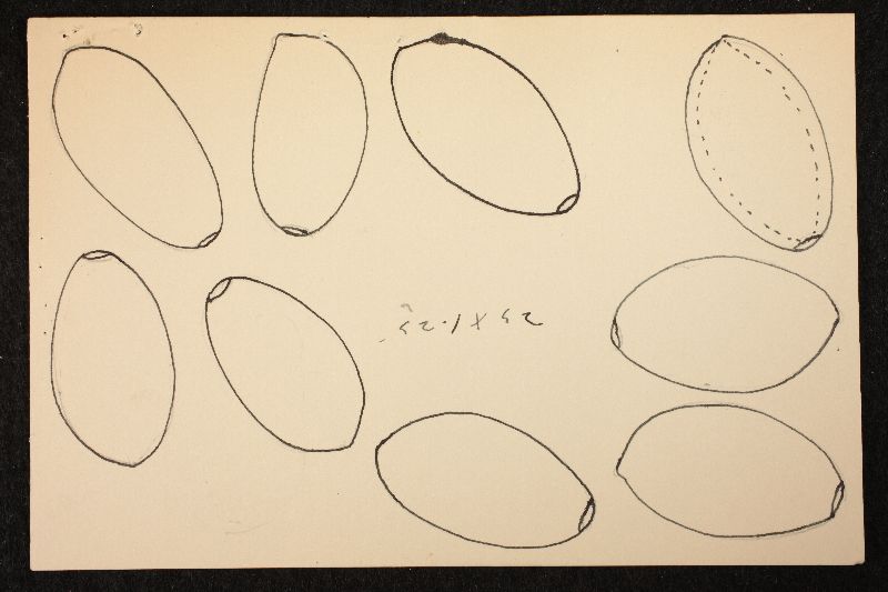 Psathyrella elwhaensis image