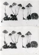 Psathyrella corrugis image