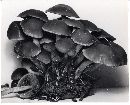 Psathyrella piluliformis image
