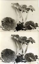 Psathyrella iterata image