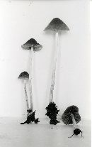 Psathyrella microrhiza image