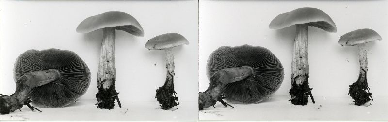 Psathyrella sublateritia image