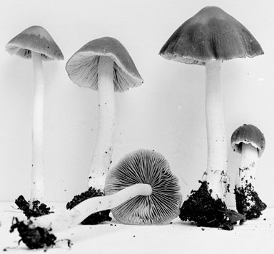 Psathyrella spadiceogrisea image