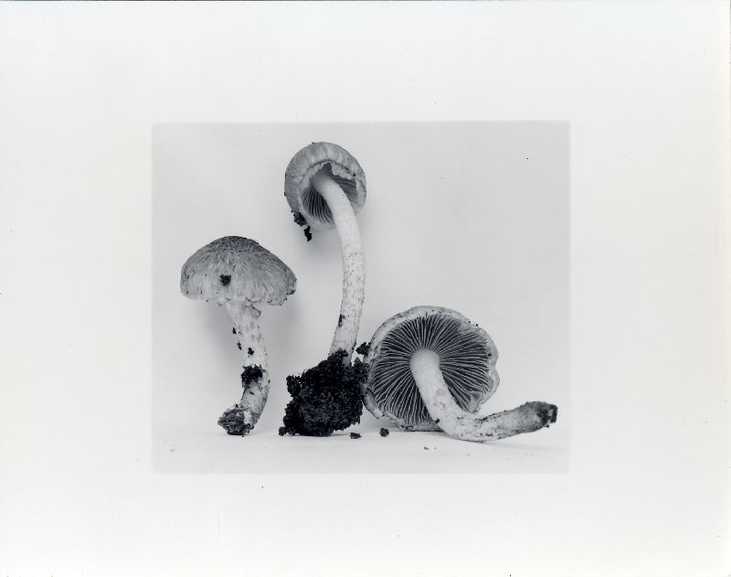 Psathyrella weberi image