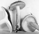 Hygrophorus bakerensis image