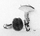 Hygrophorus calophyllus image