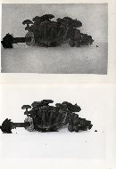 Hygrocybe miniata image