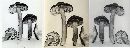 Hygrocybe punicea image