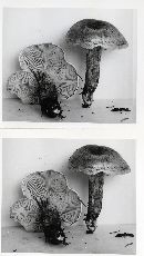 Hygrophorus purpurascens image