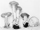 Hygrophorus speciosus image