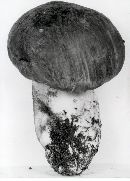 Leccinum subtestaceum image
