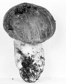 Leccinum subtestaceum image