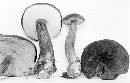 Boletellus mirabilis image