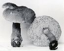 Gyroporus castaneus image